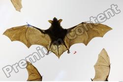 European Bat - Barbastella barbastellus